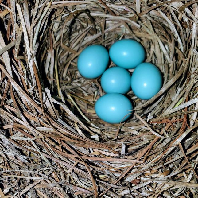 NestWatch  Better picture of the Blue Jay showing the eggs - NestWatch