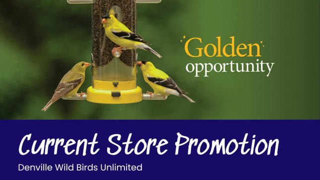 current store promotion website page image