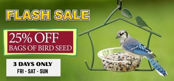 flash sale 2025 image